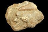 Mosasaur (Prognathodon) Tooth In Rock #70458-2